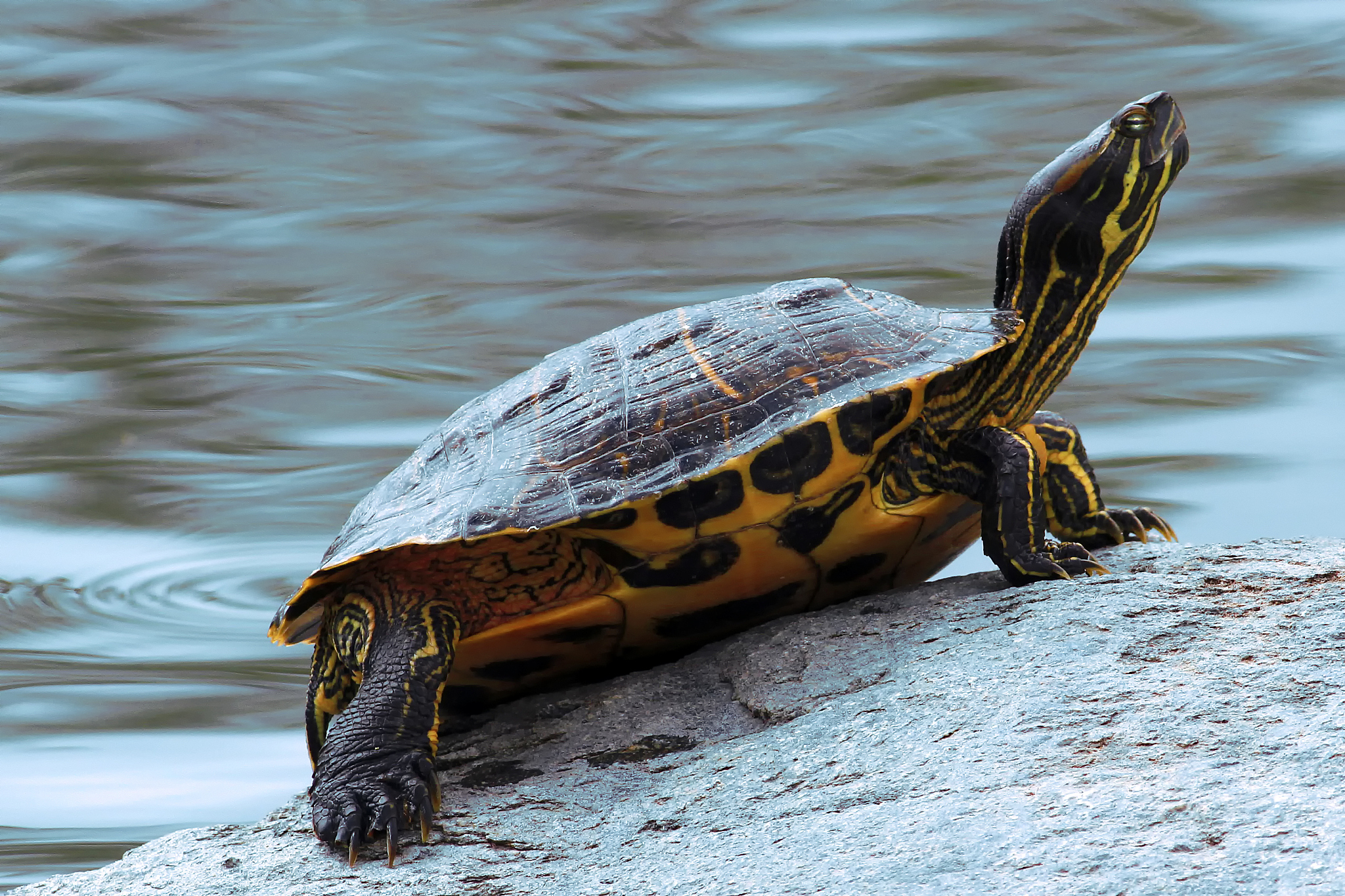 turtles