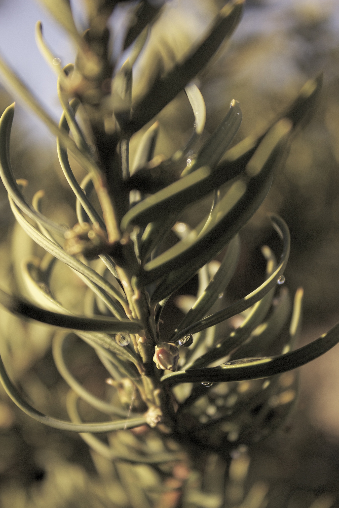 Veillonellaceae韦永球菌科、Veillonellales_Selenomonadales、Lachnospiraceae_UCG_004、Sutterella萨特拉、Eubacterium_eligens_group、Ruminococcus_bicirculans、Bacteroides_coprocola_DSM_17136和Alistipes_sp_cv1分别属于什么门类下