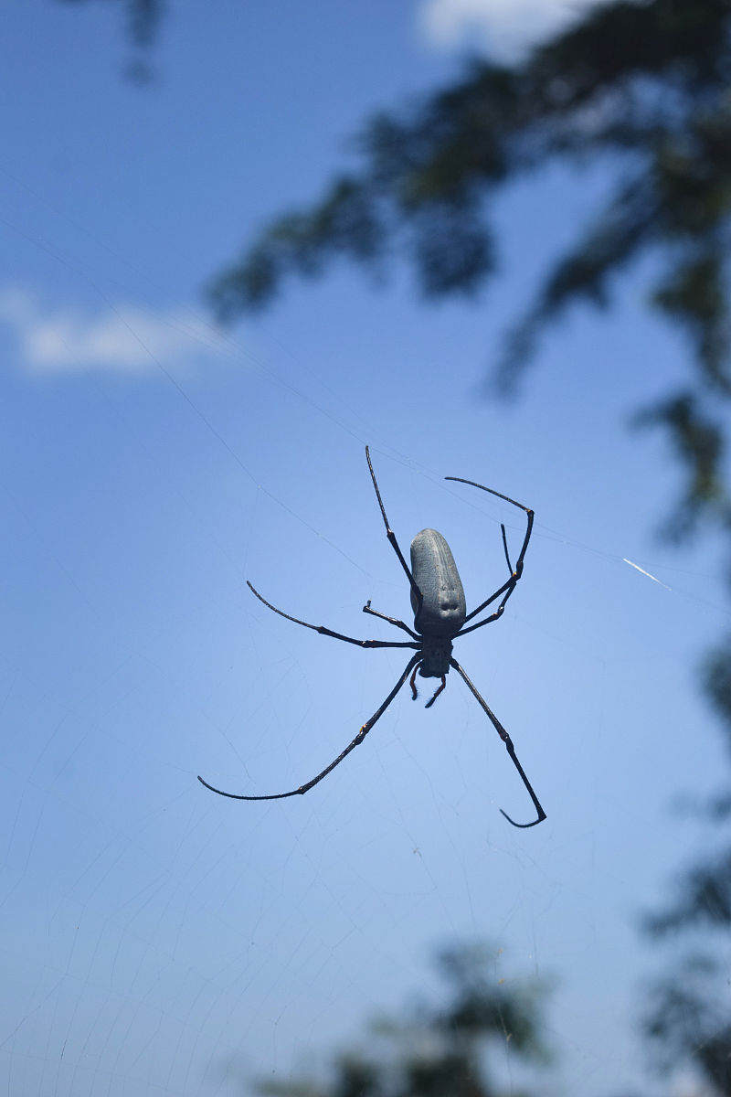 蜘蛛踢毛啥意思