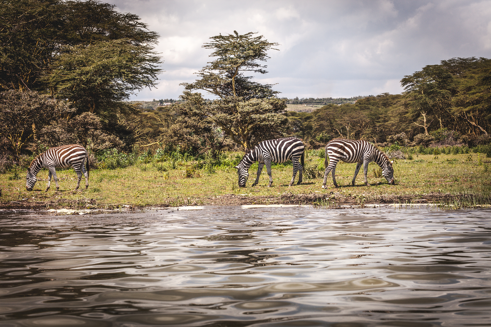 a herd of zebra in masai mara national park