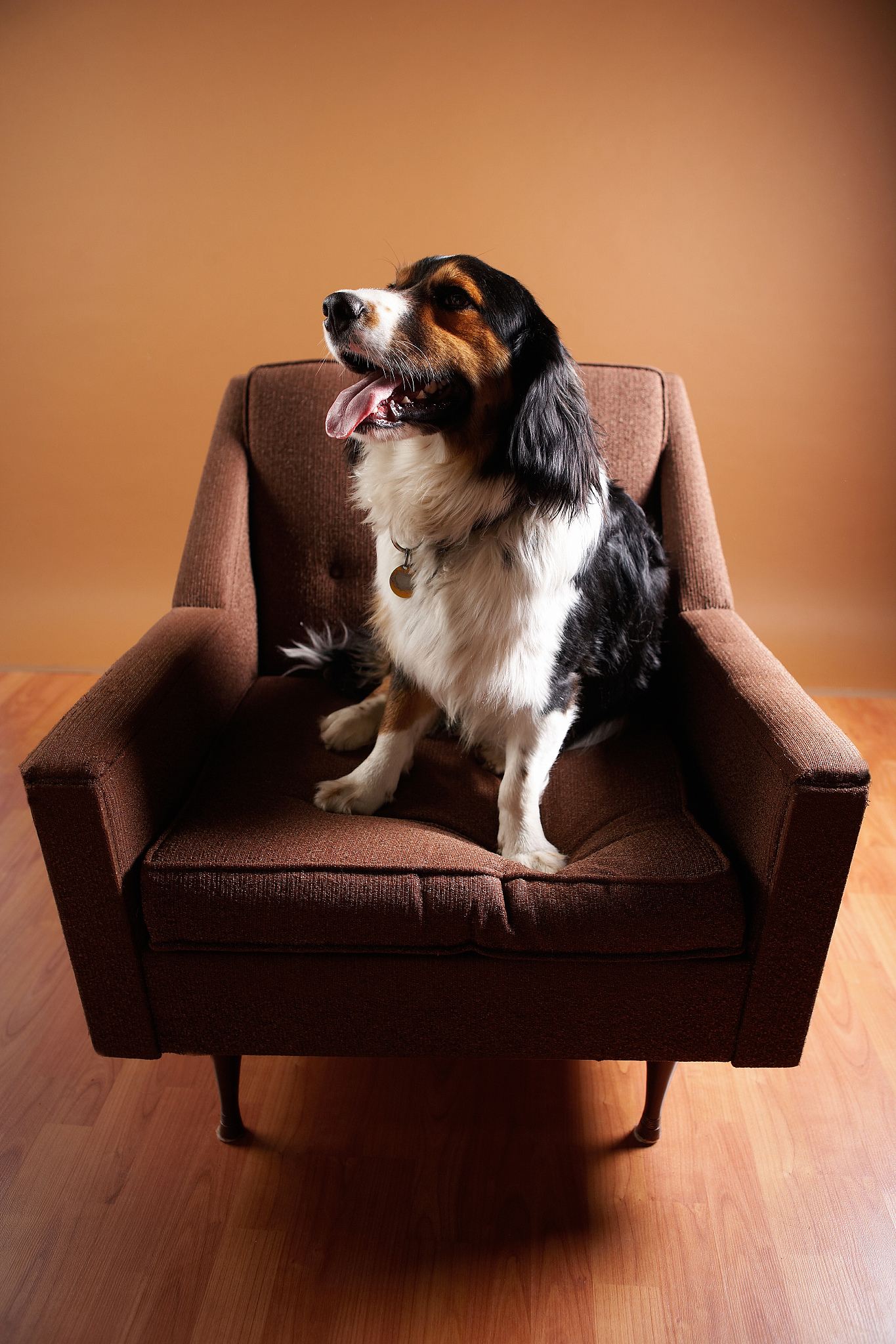 给我一个好评话术 形容这个狗狗椅质量很好性价比之王 小jio很可爱限制50字 带表情