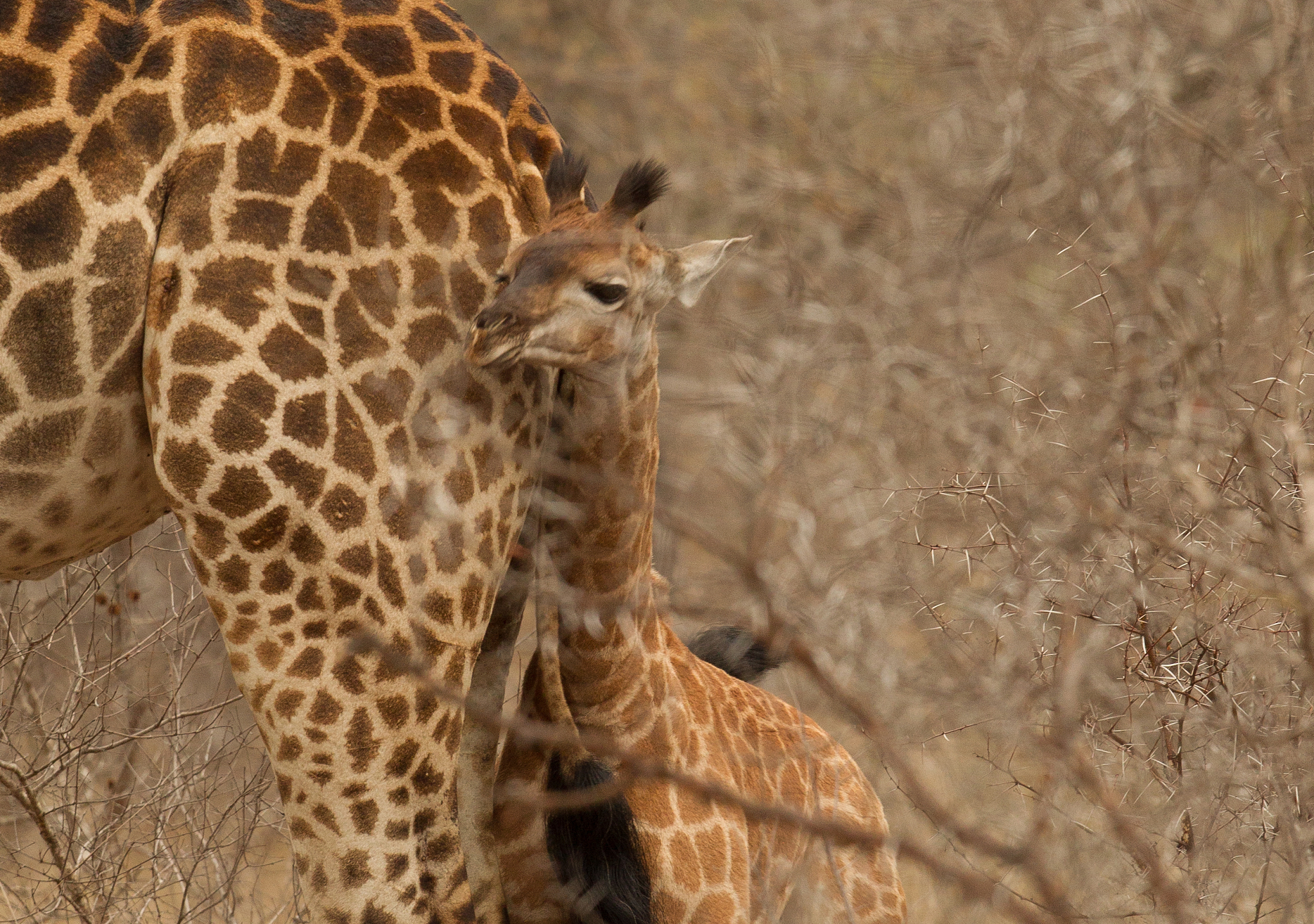 a young baby giraffe standing close to his mother