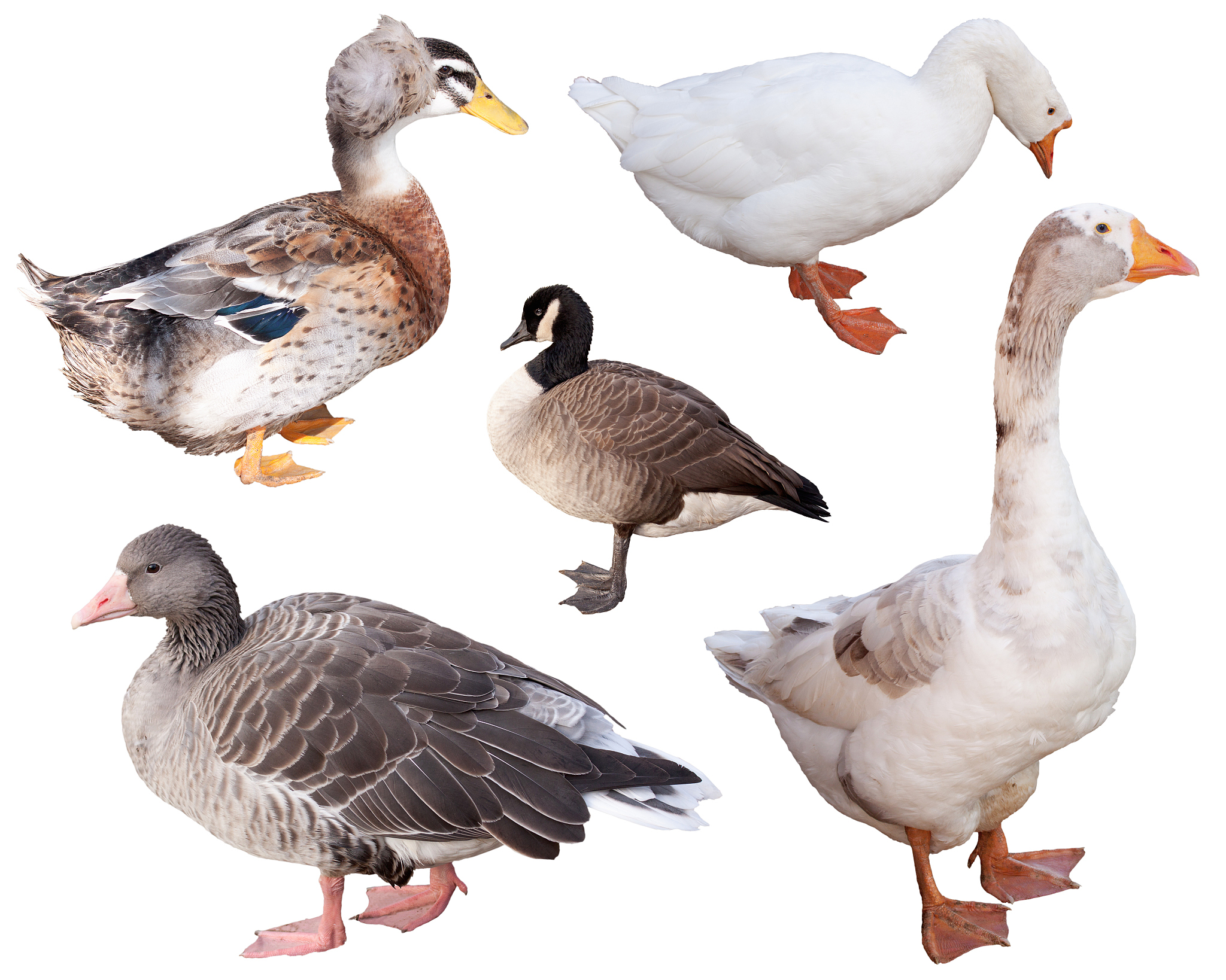 goose goose duck 是什么