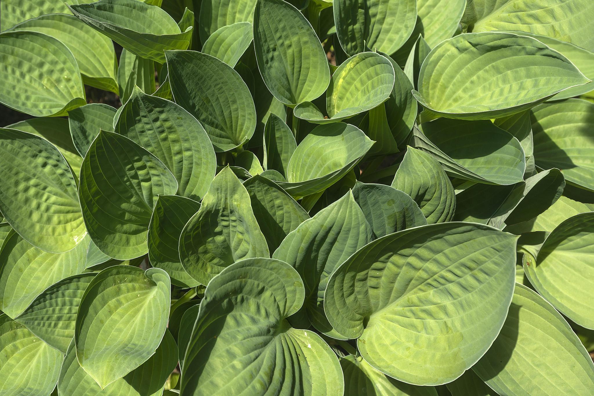 green leaves of a hosta (hosta), germany