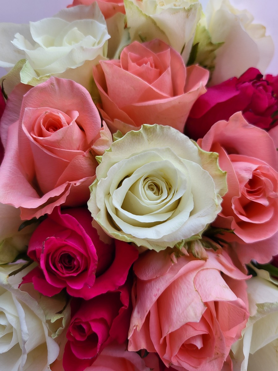 卡布奇诺玫瑰花语400字描述