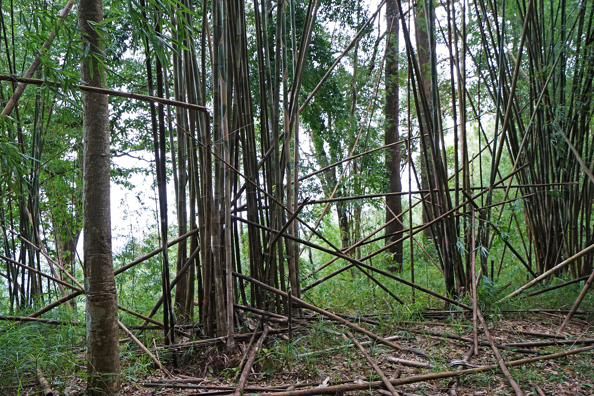 natural green bamboo groove and forest -thailand
