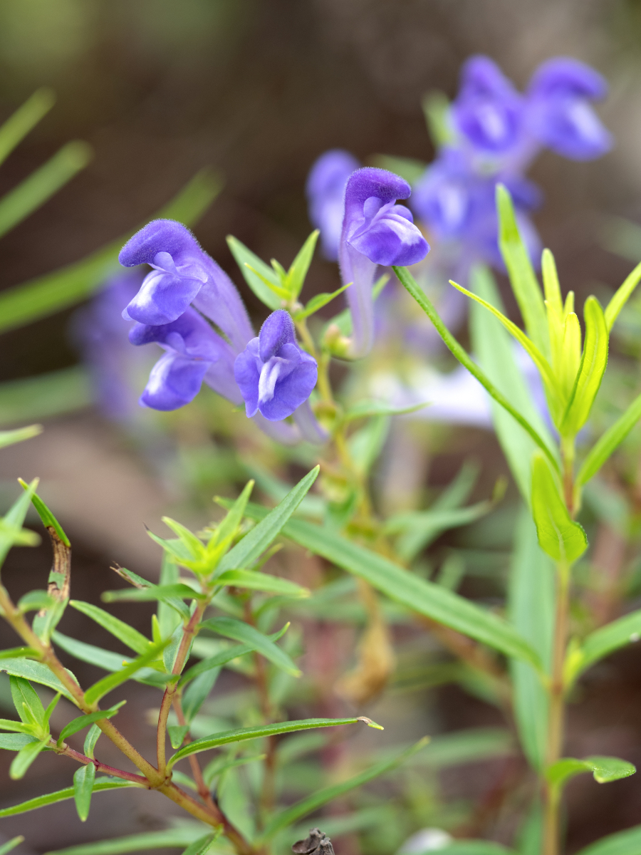 黄芩:清热燥湿,解毒疗疮的良药 黄芩,这个在中医领域被广泛应用的中