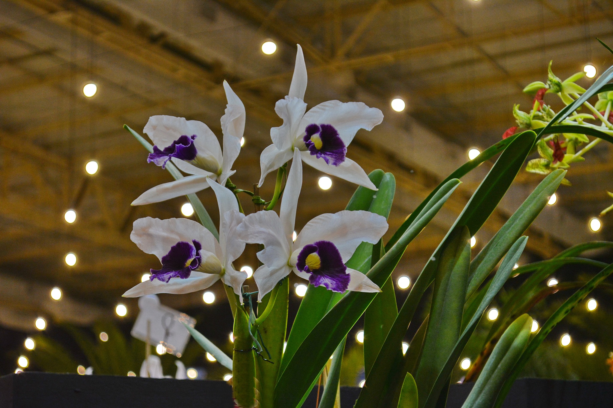 beautiful laelia orchid
