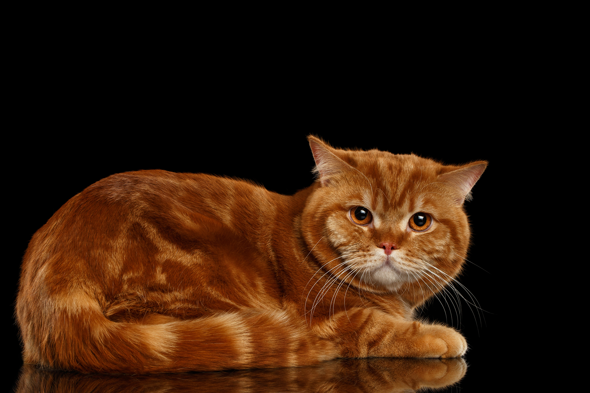 red british cat lying on mirror isolated black background