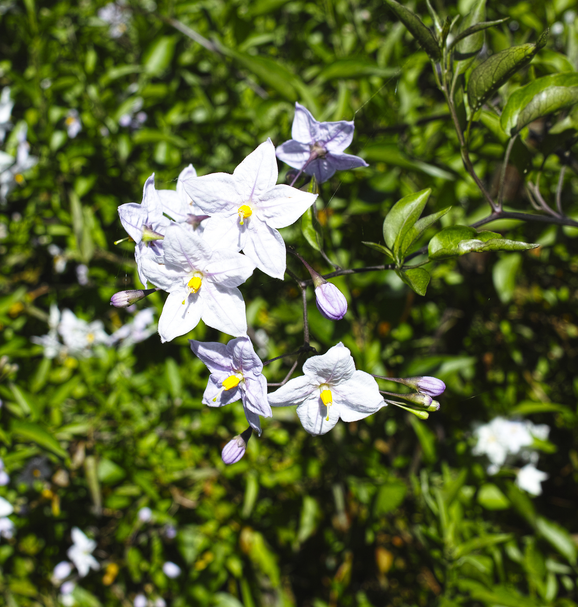 名词解释广义花卉学