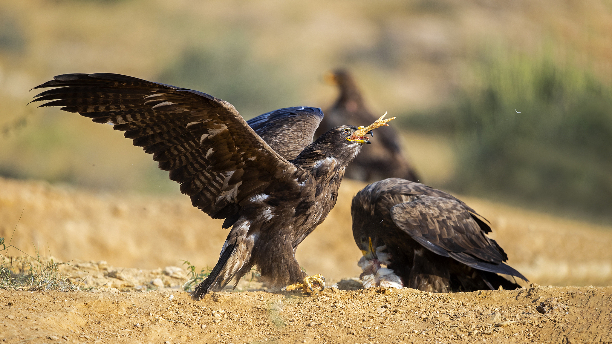 eagle eating a chicken