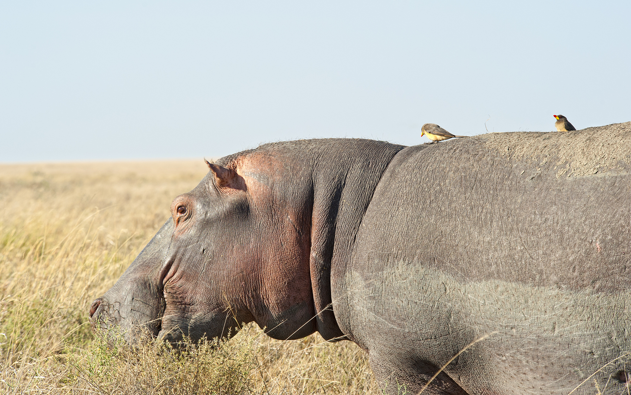 牛河马的团结故事：草原上的和平与友谊