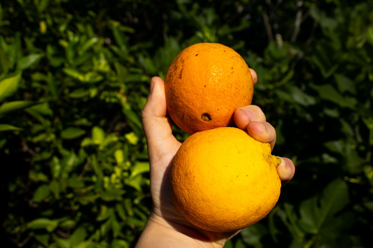 奉节脐橙：产地、营养、品质，中国柑橘类水果中的佼佼者