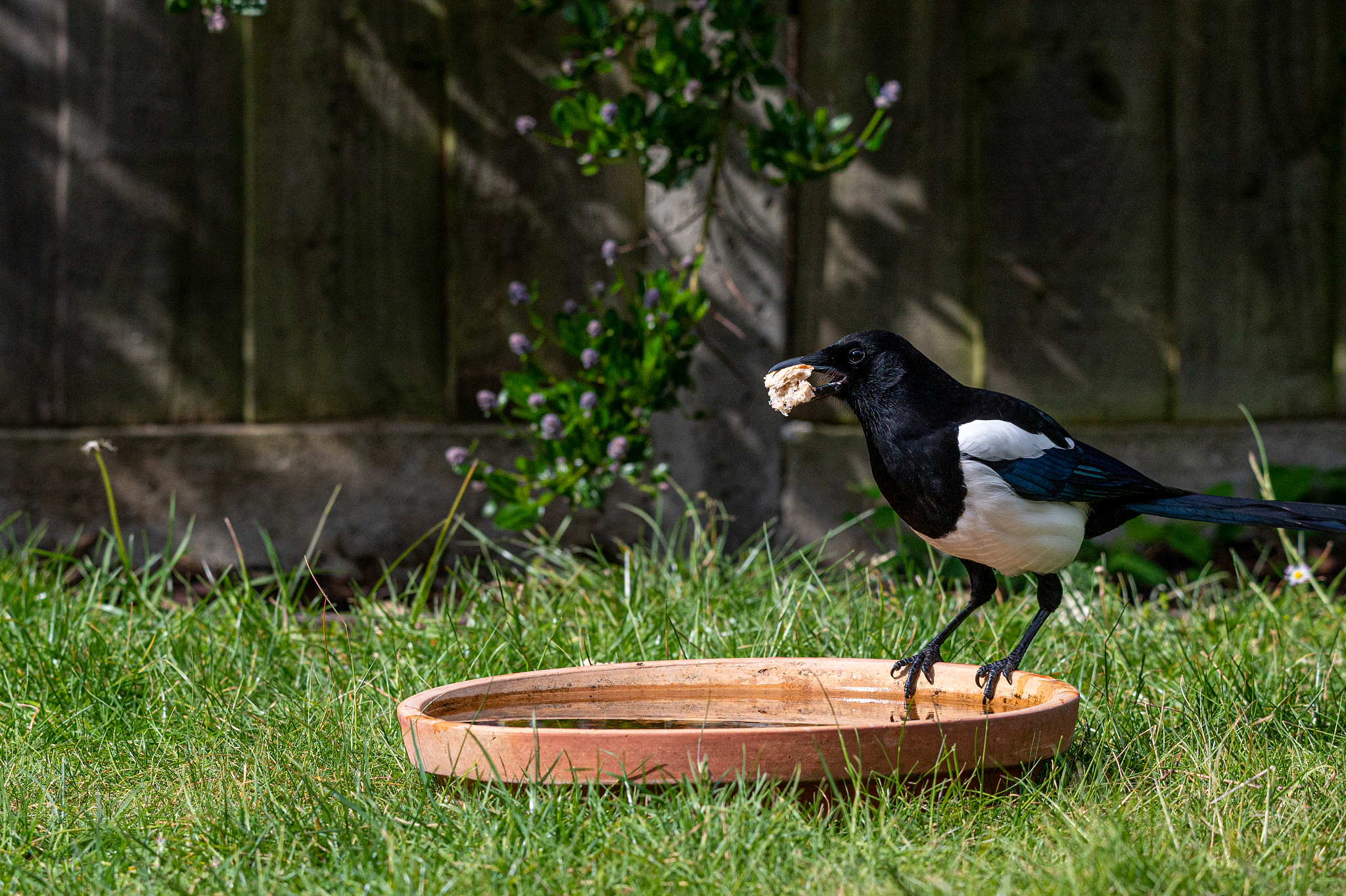 将句子这个传说主要讲述了古代天帝的孙女织女擅长织布每天给天空织彩霞。她讨厌这枯燥的生活就偷偷下到凡间私自嫁给河西的牛郎过上男耕女织的生活。此事惹怒了天帝把织女捉回天宫责令他们分离只允许他们每年的农历七月七在鹊桥上相会一次。他们坚贞的爱情感动了喜鹊无数喜鹊飞来用身体搭成一道跨越天河的喜鹊桥让牛郎织女在天河上相会。翻译成英文