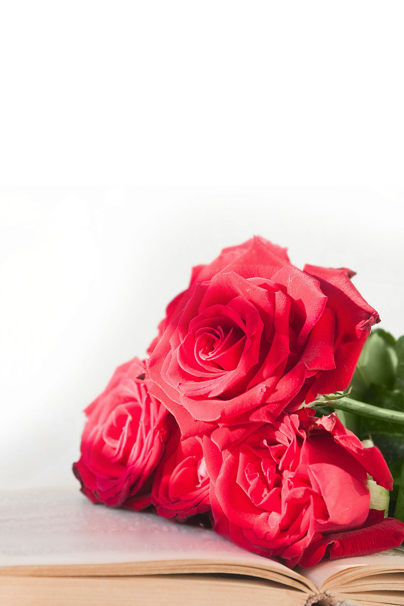 30字红玫瑰的好评