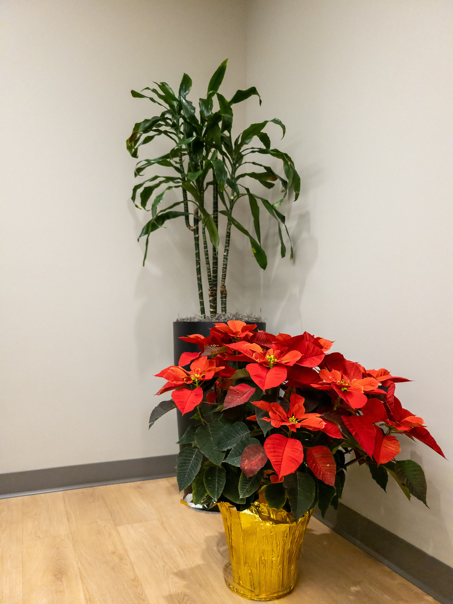 蟹爪兰什么时候开花？花后如何养护？