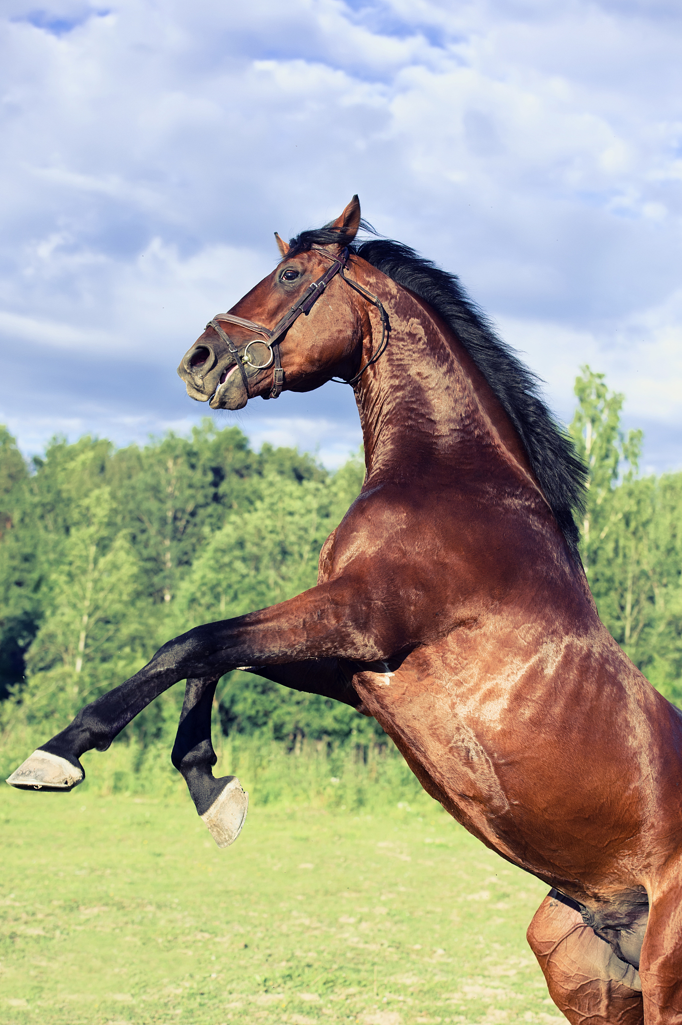 rearing  sportive bay oldenburg stallion