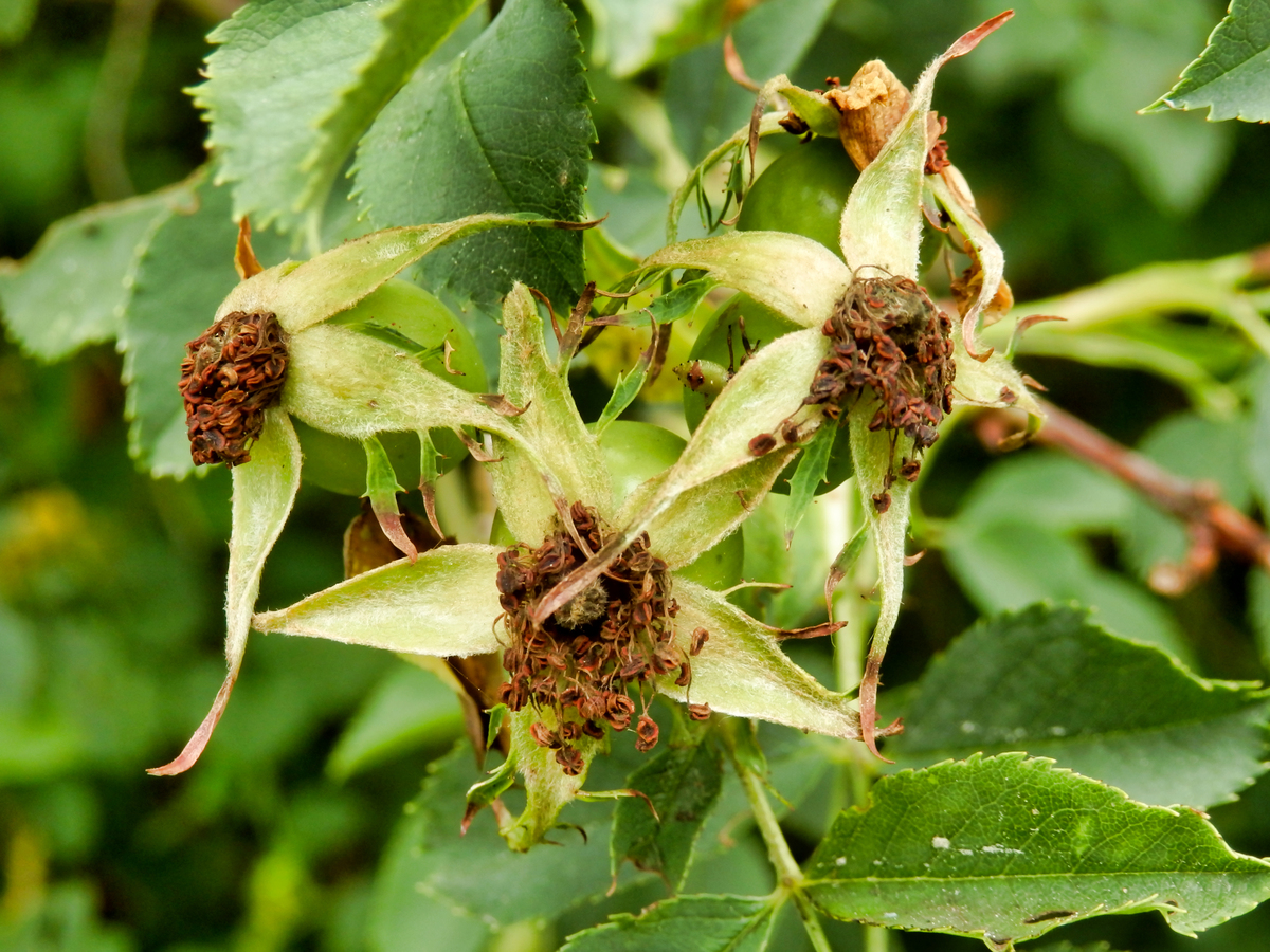 樱桃树带已成熟果可以打红蜘蛛药吗
