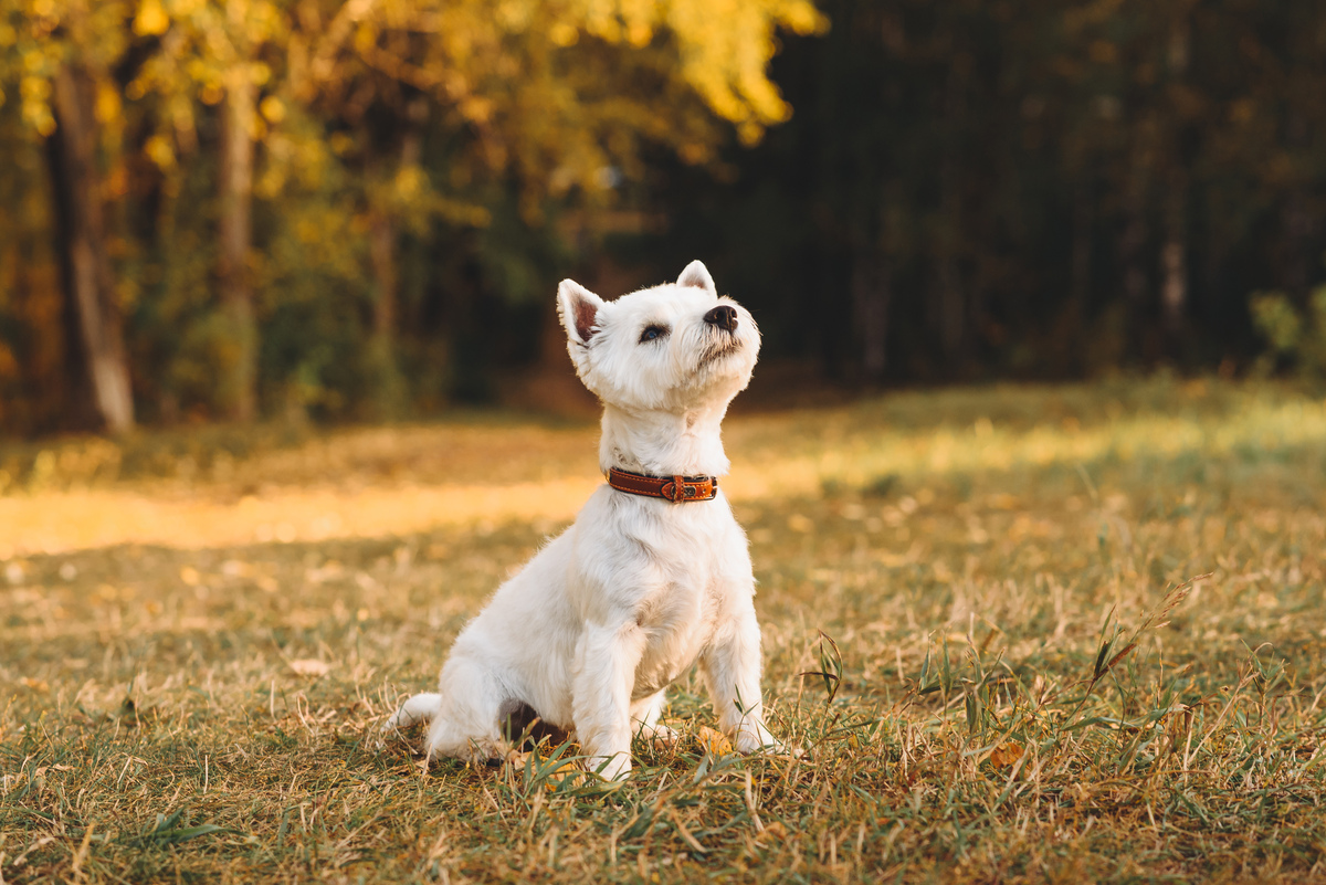 第一次养狗狗指南：新手必备注意事项