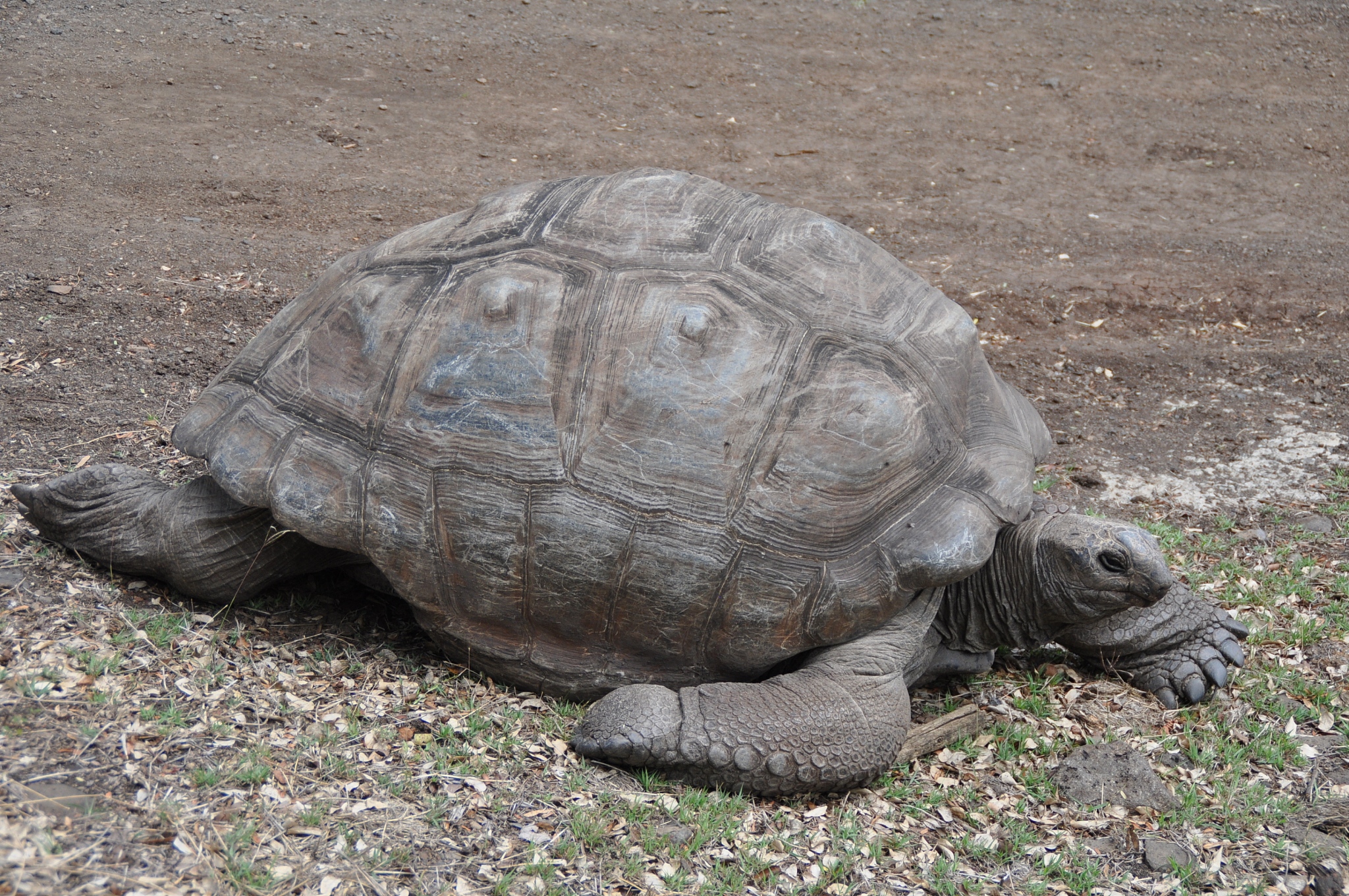 mauritius animals