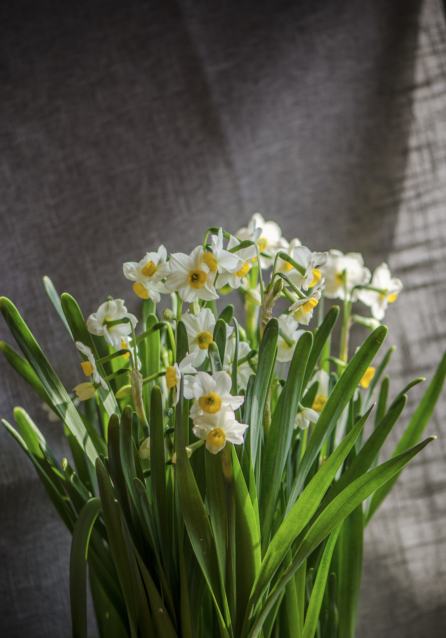 漳州水仙花的养殖方法 进口水仙花的养殖方法