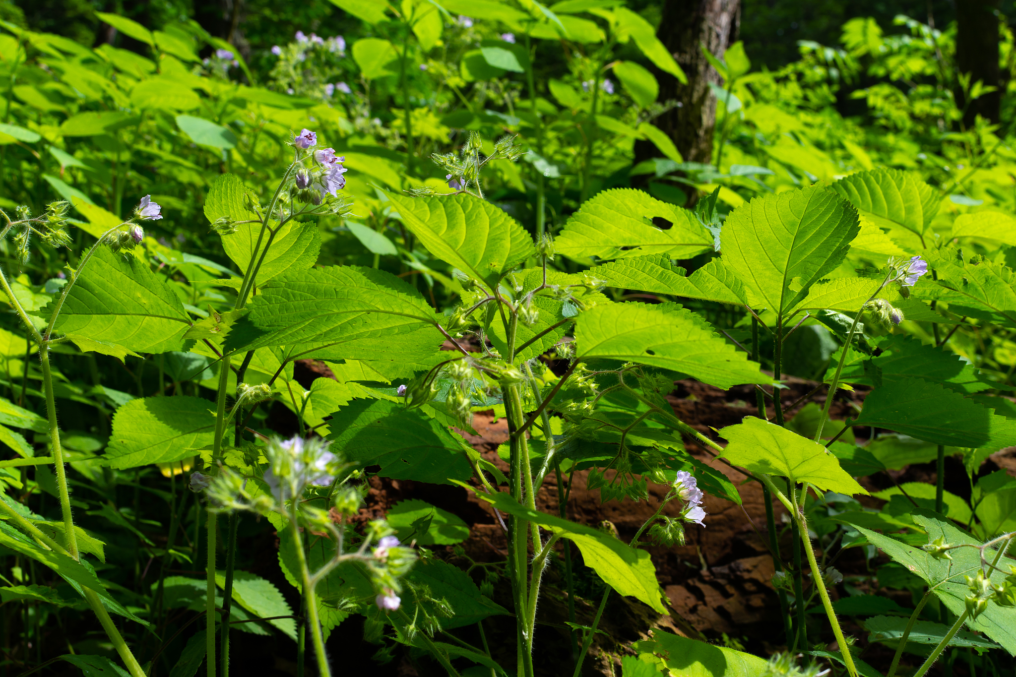 spring vegetation