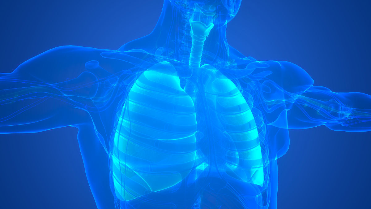 请写一篇4-6岁90分钟《肺模型》课程教案