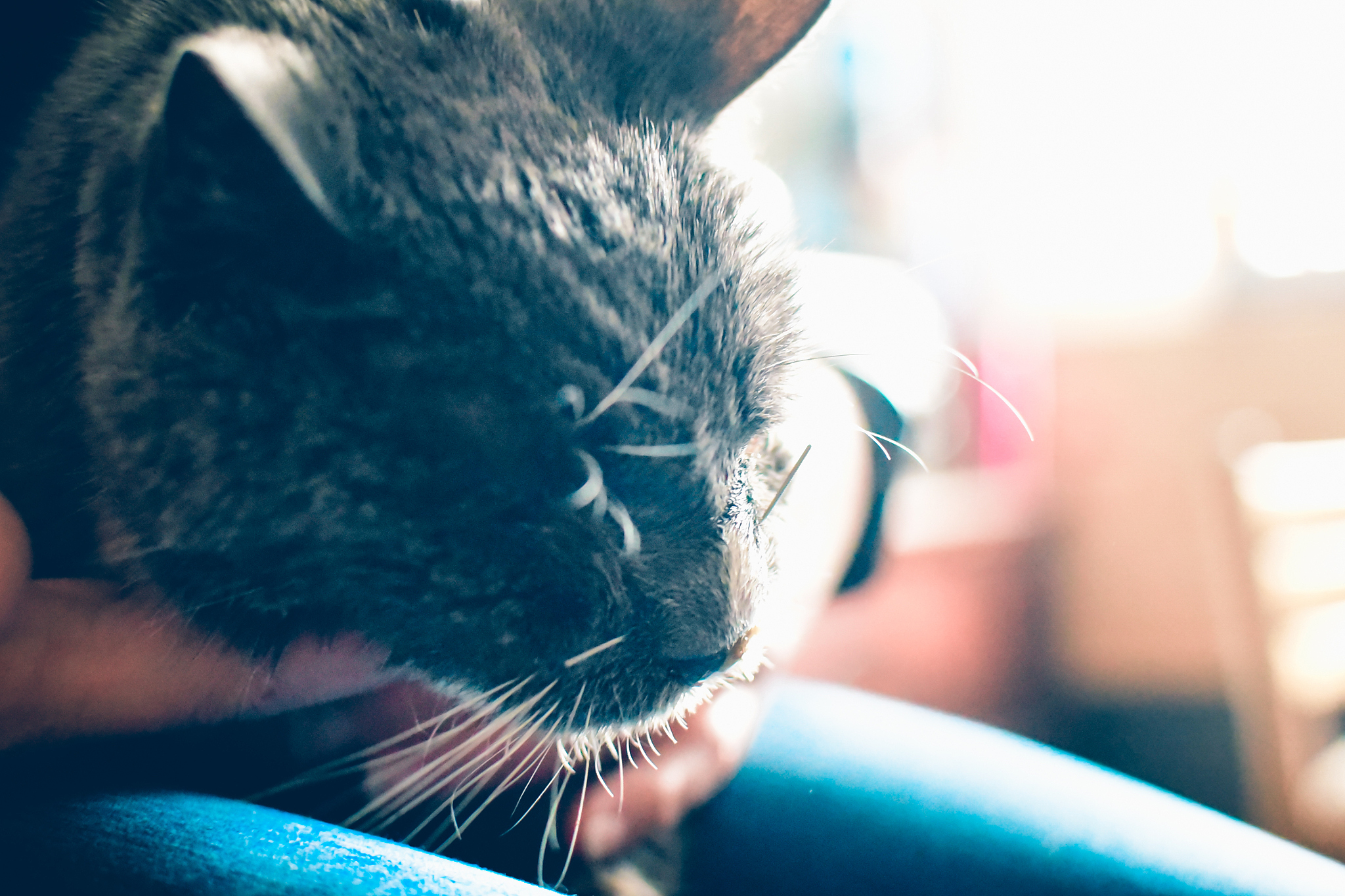cat receiving acupuncture.