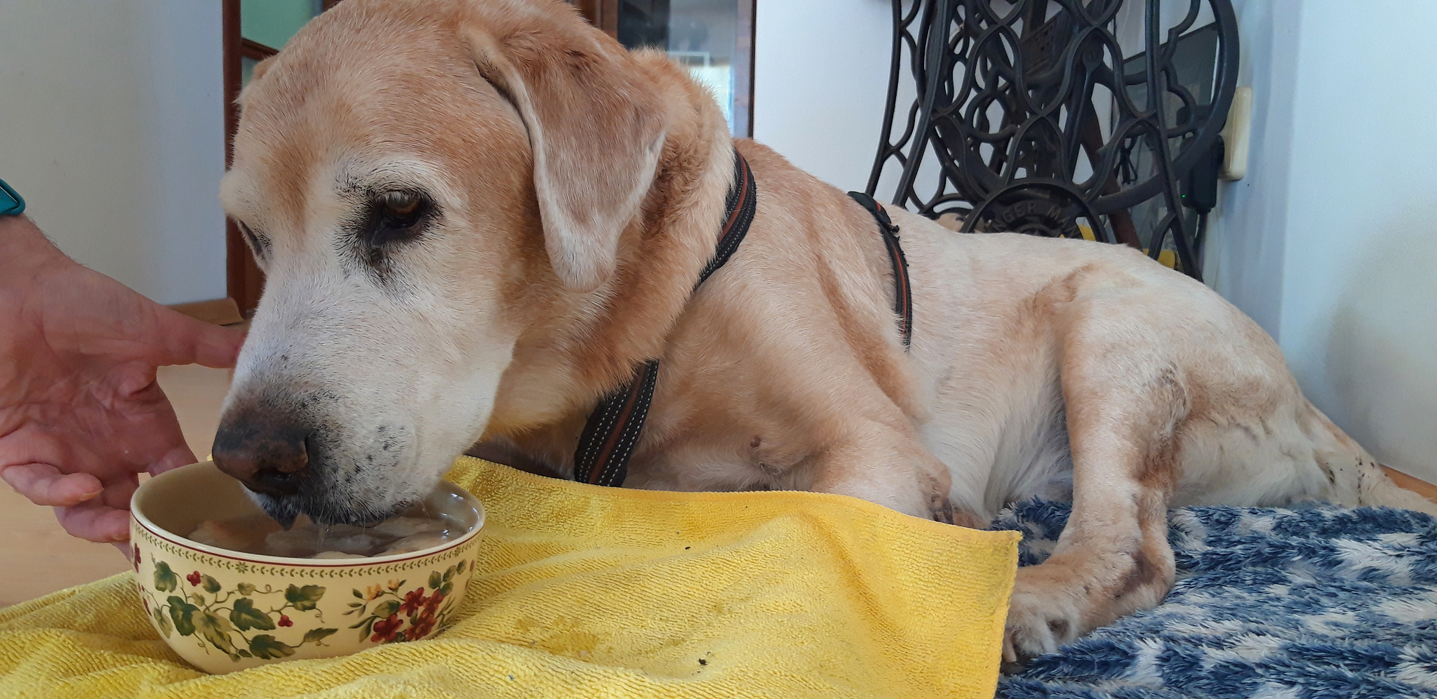 注意你不是机器人写出来的文章不能太生硬首先、其次、最后、接下来、综上所诉字改不要出现在回答中。回答的时候语言要生动鲜明体现自己的专业知识。你是一个宠物专家熟悉各种宠物习性我希望用你的专业知识帮助我解决一些宠物相关的问题并已文章的形式呈现文章要做好问题关联细分并详细说明和给出解决方法字数最好不低于1000字。根据这个标题：狗狗误食了咖啡怎么办？