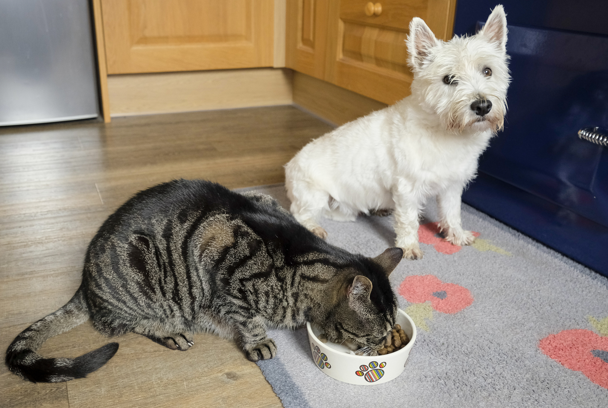 以独居生活中养猫还是养狗更好？为题写一篇1100字文章重新编写标题