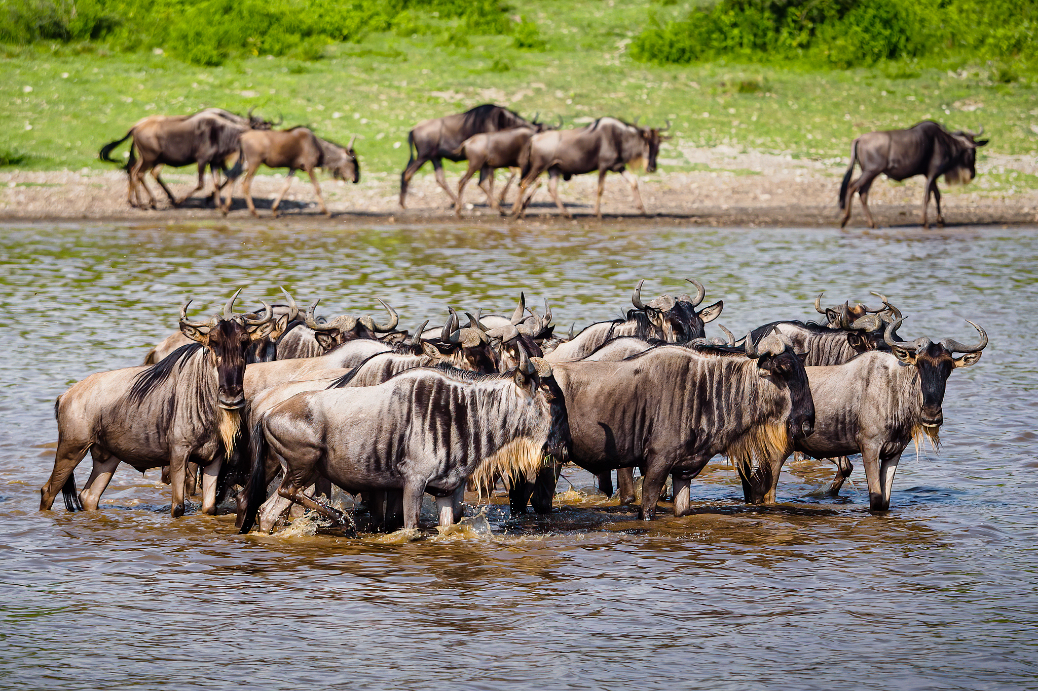 herd of wildebeests (gnus) wading through shallow water, lake ma