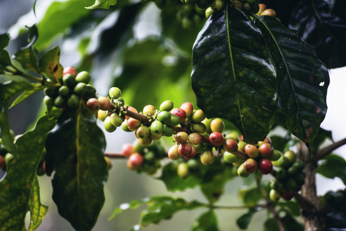 绿色生态基地主要针对需求机构有哪些