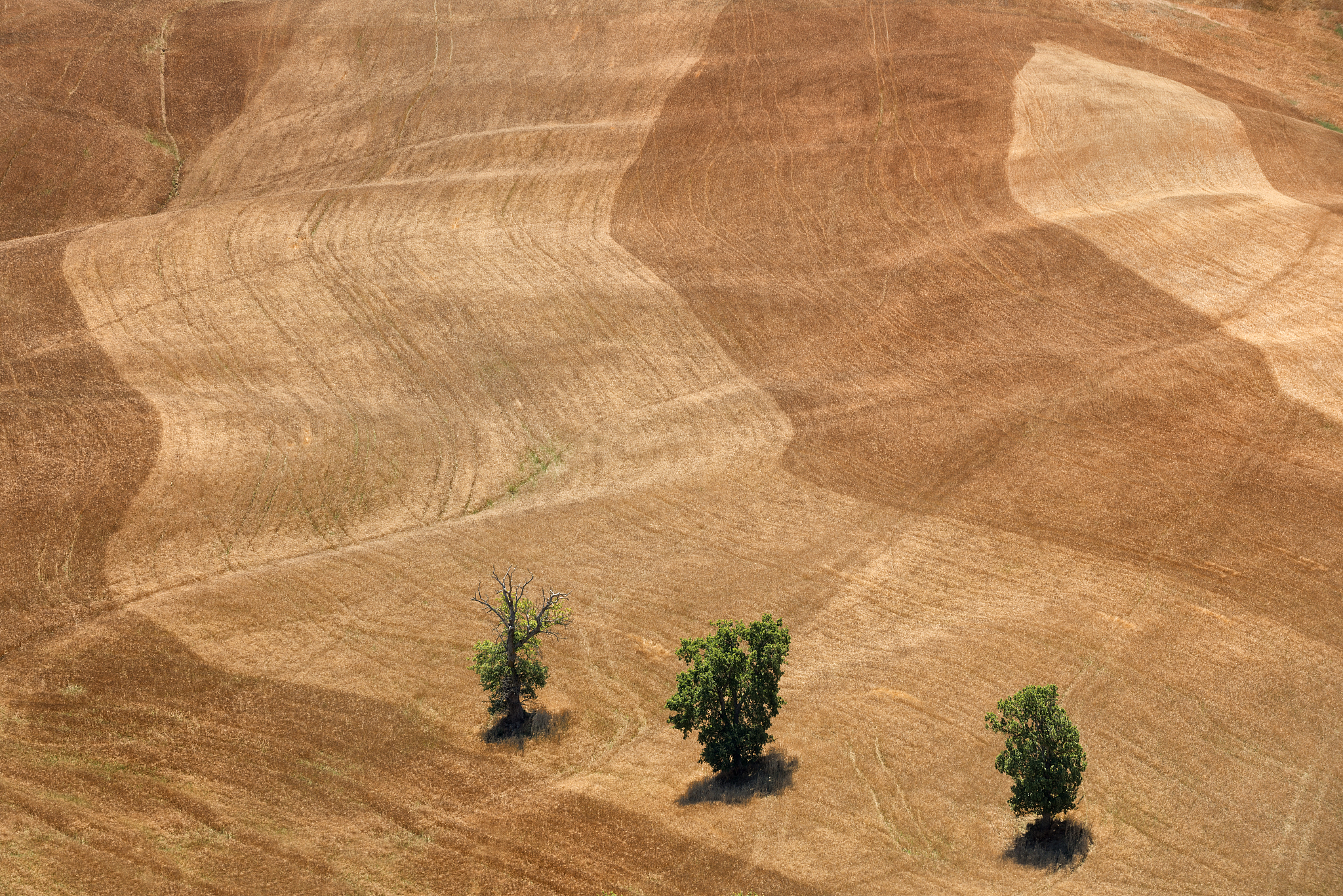 trees