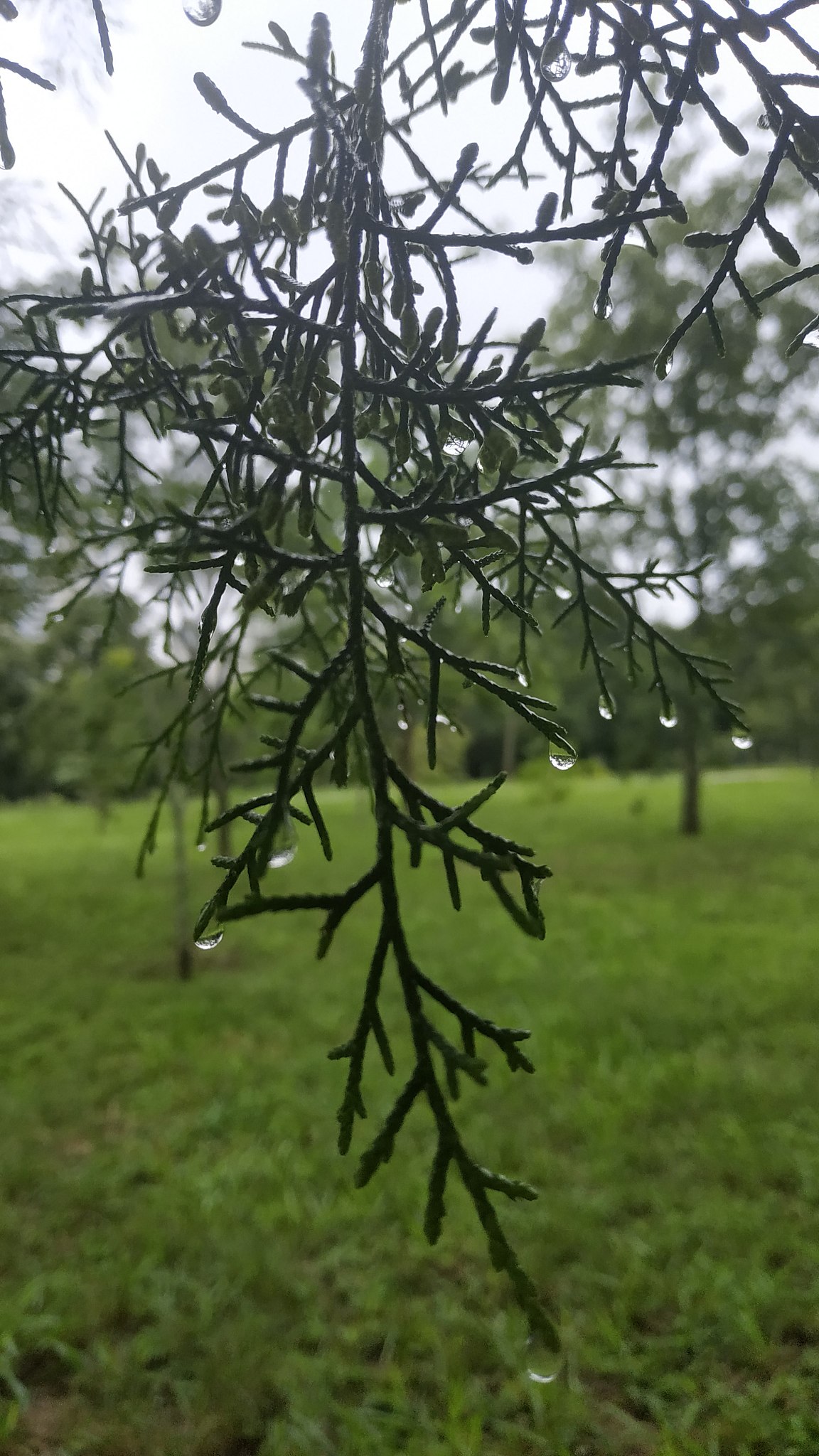 生成雨字组词两个字用li标签