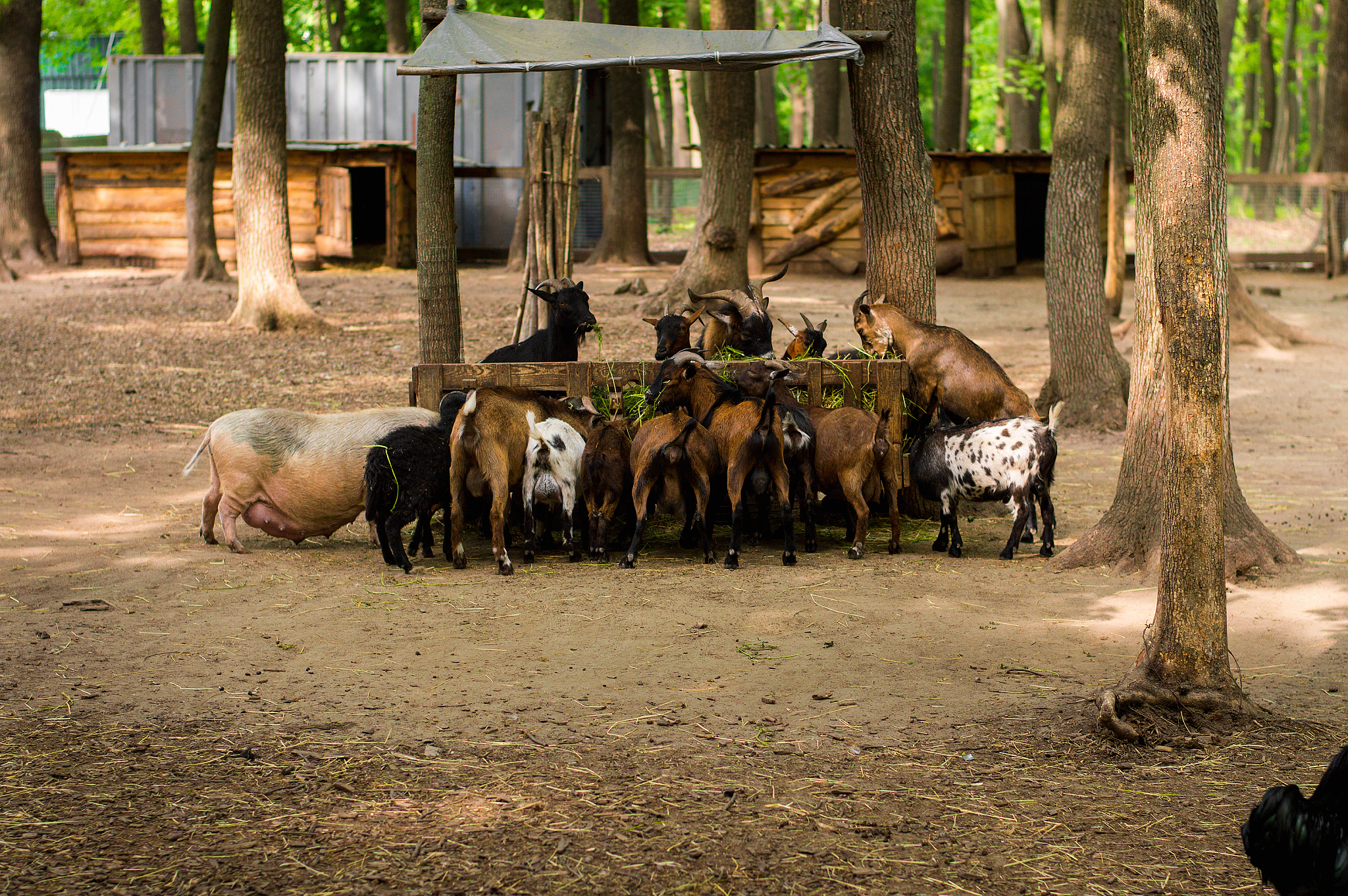特种动物养殖专业发展前景如何