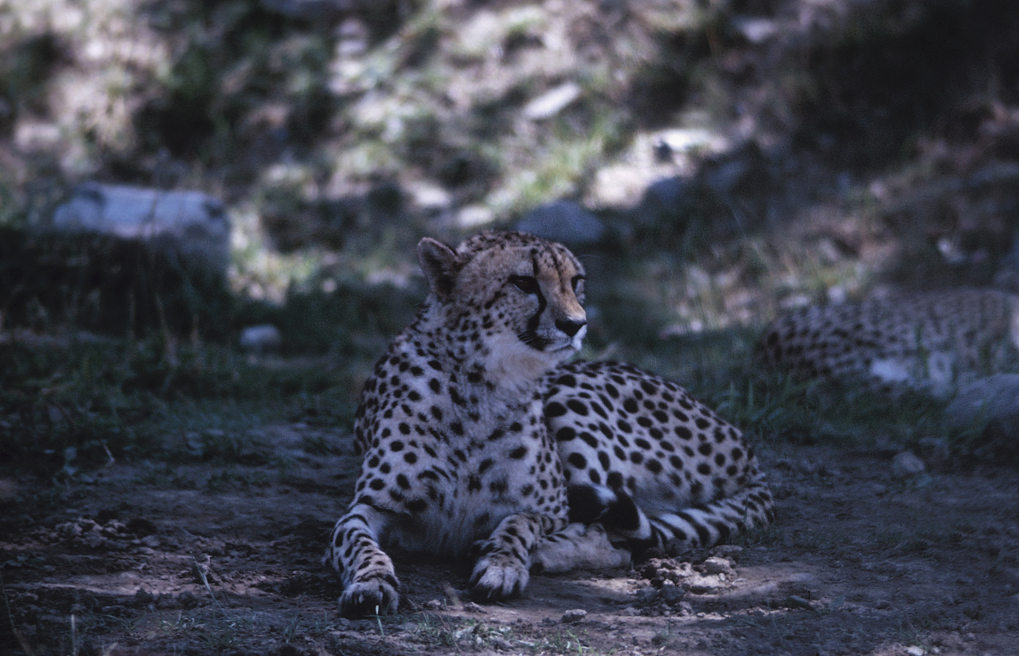偶遇野生小可爱？揭秘超萌锈斑豹猫的神秘生活！