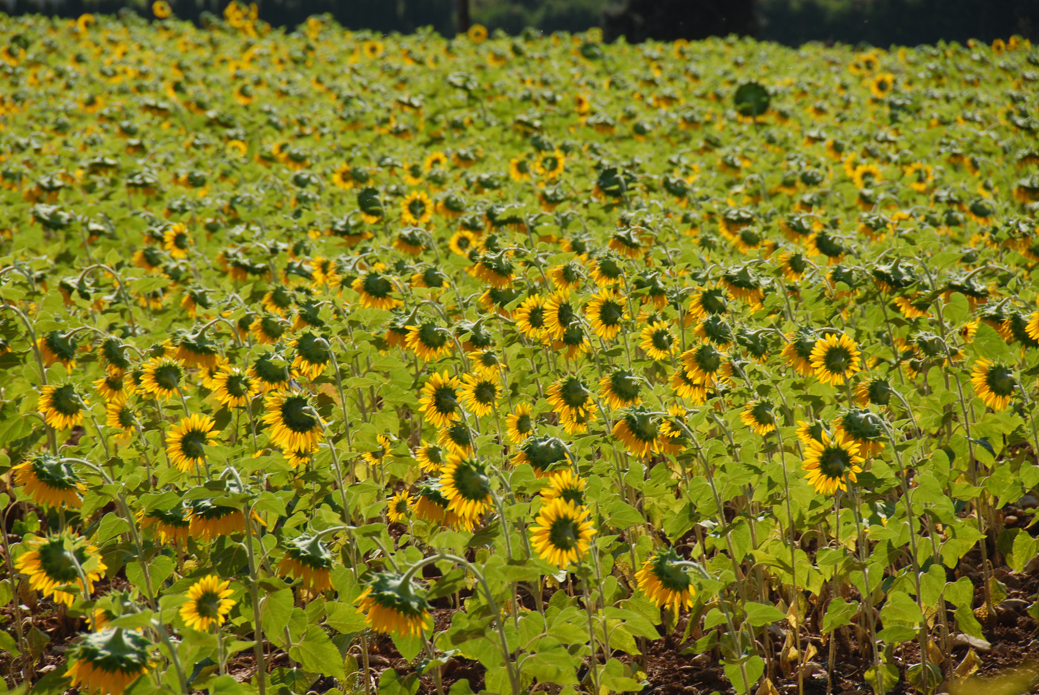 sonnenblumen in spanien