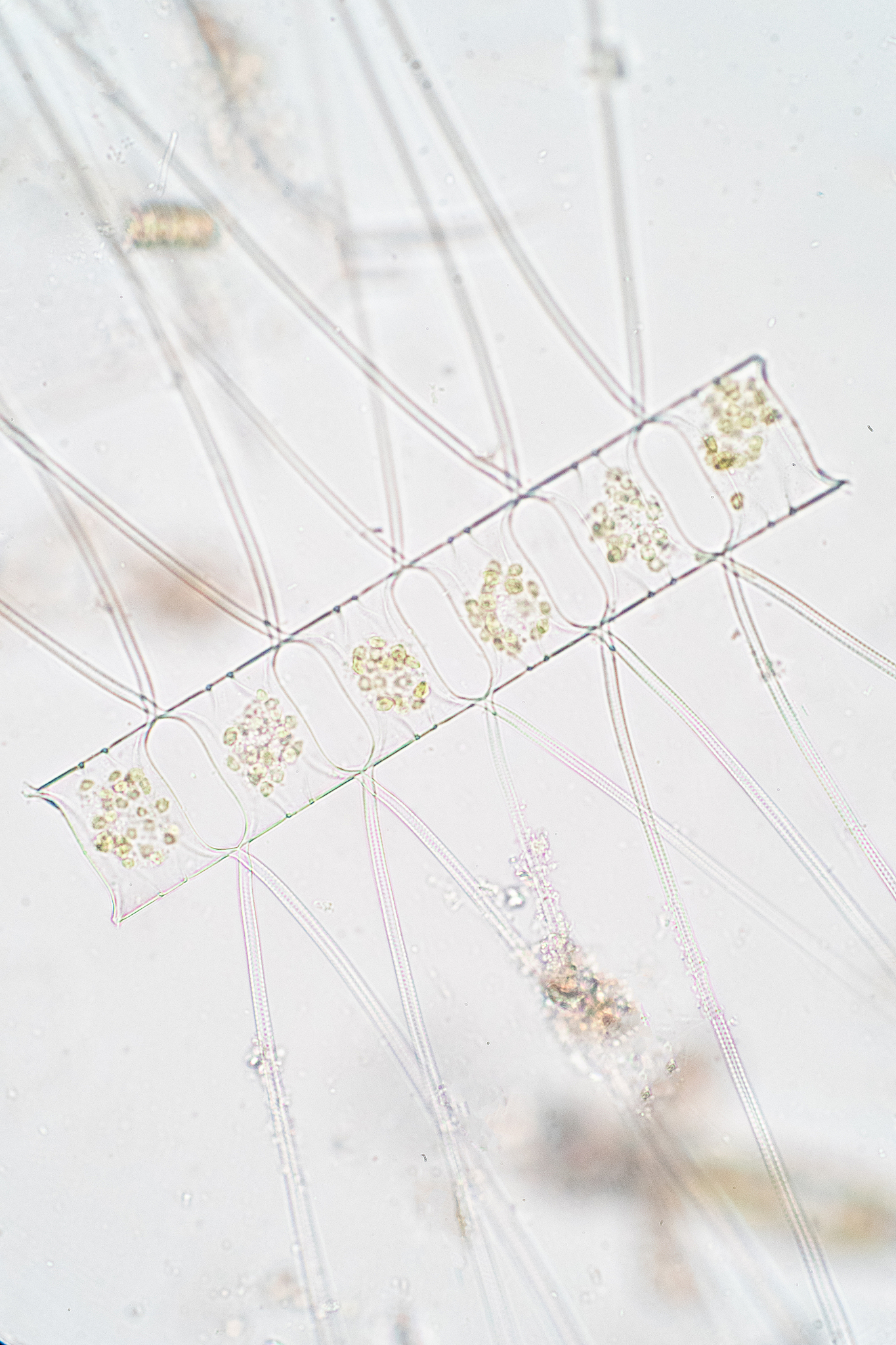 硅藻在低营养条件下的竞争优势与初级生产力提升：相关文献推荐