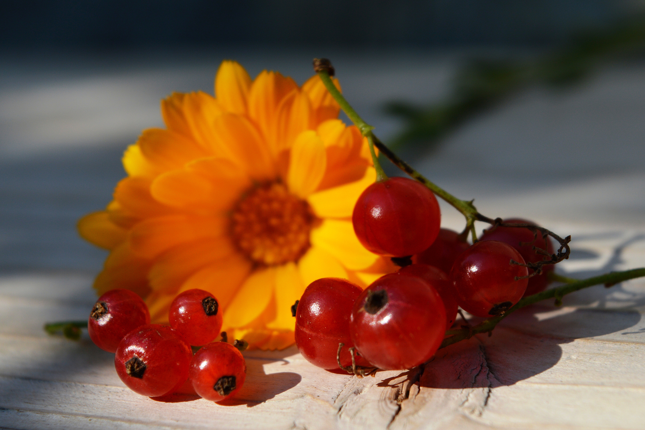 fruit