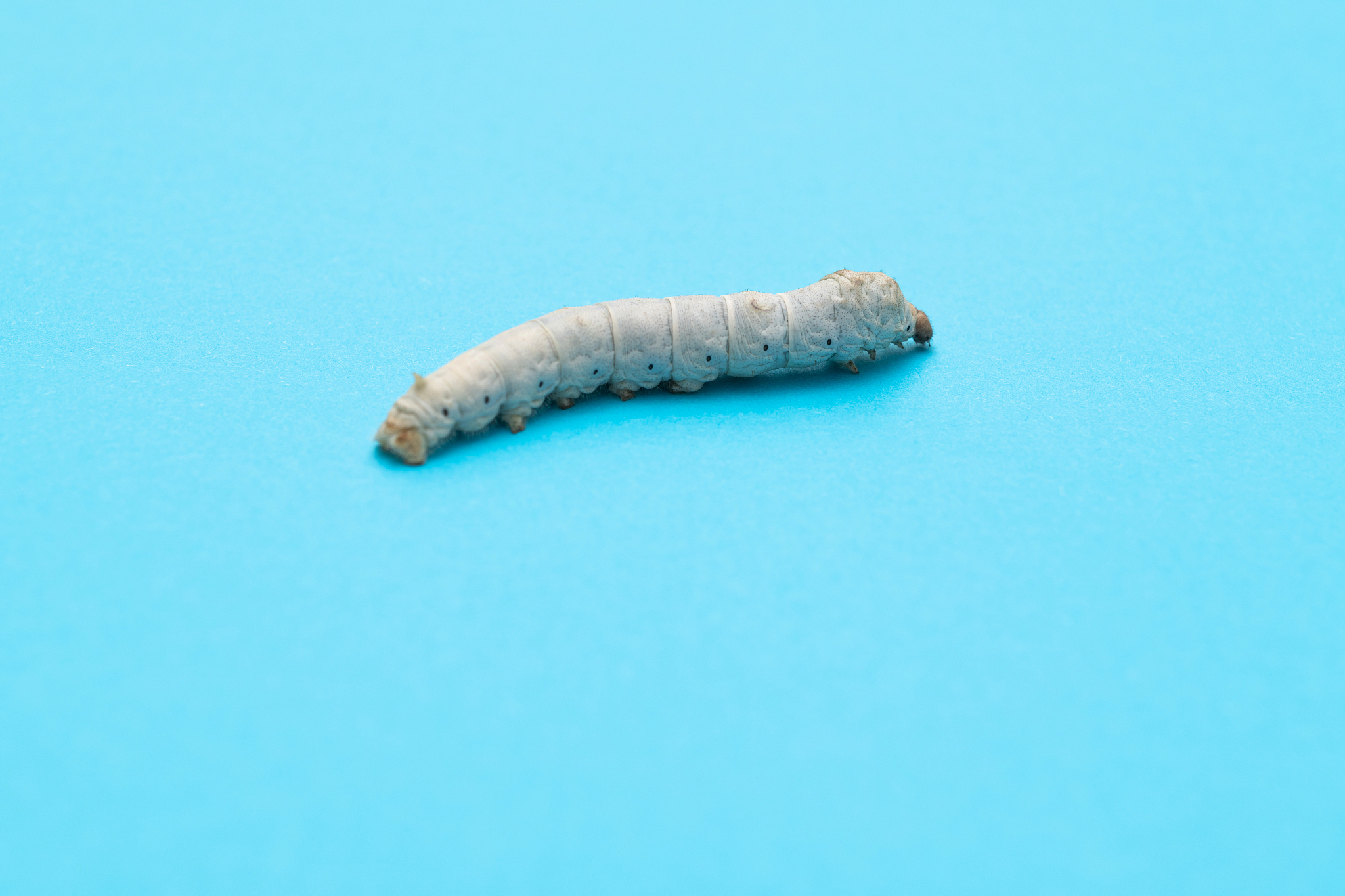 蚕蛹和蚕幼虫：相同点与不同点解析