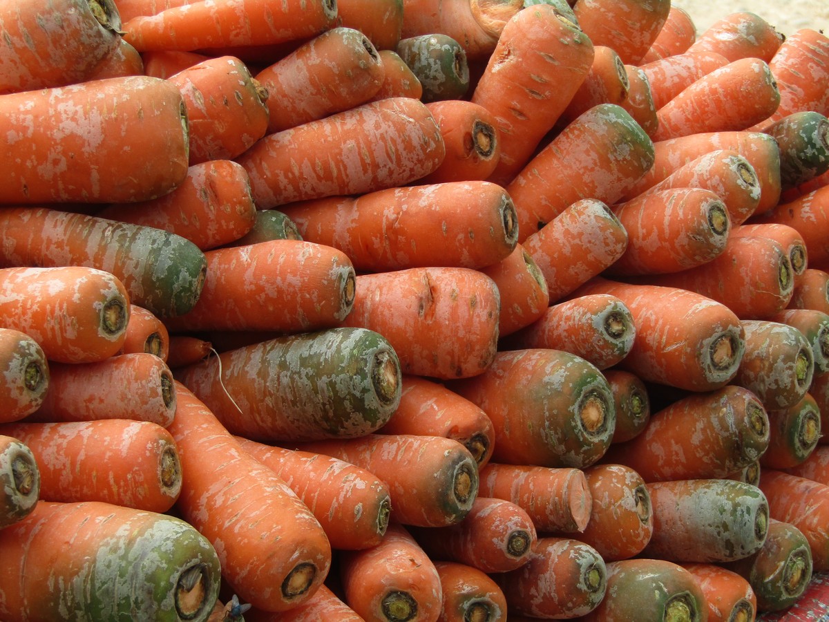 迷你胡萝卜是转基因吗，