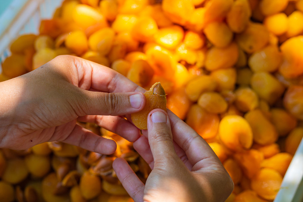 枇杷加工制品有哪些