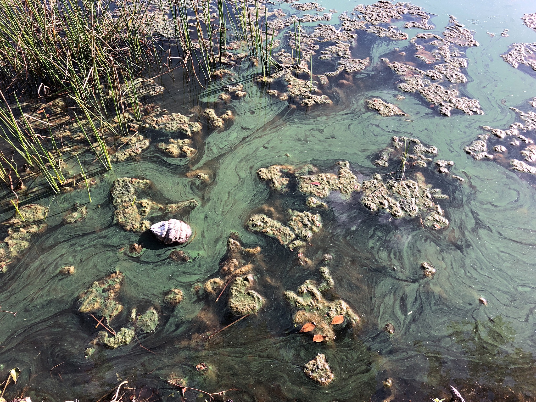 生物污染是指各种细菌、病毒、寄生虫等微生物对水体造成的污染。这些微生物会引起各种疾病危害人类健康。