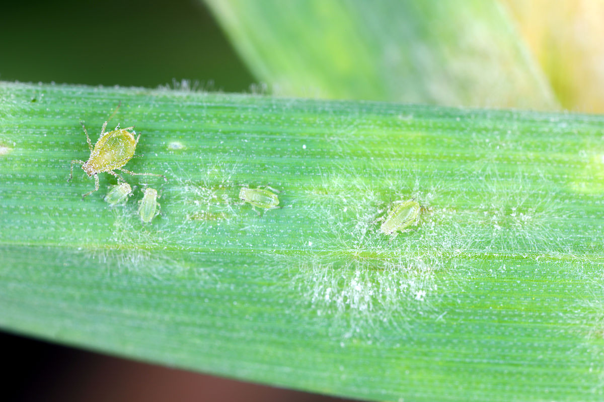 请问在玉米中有哪些抗SLB的基因？