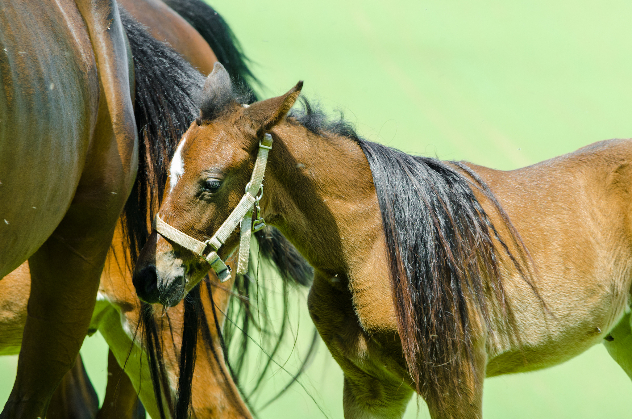 horses - mare and foal on meadow - tail over