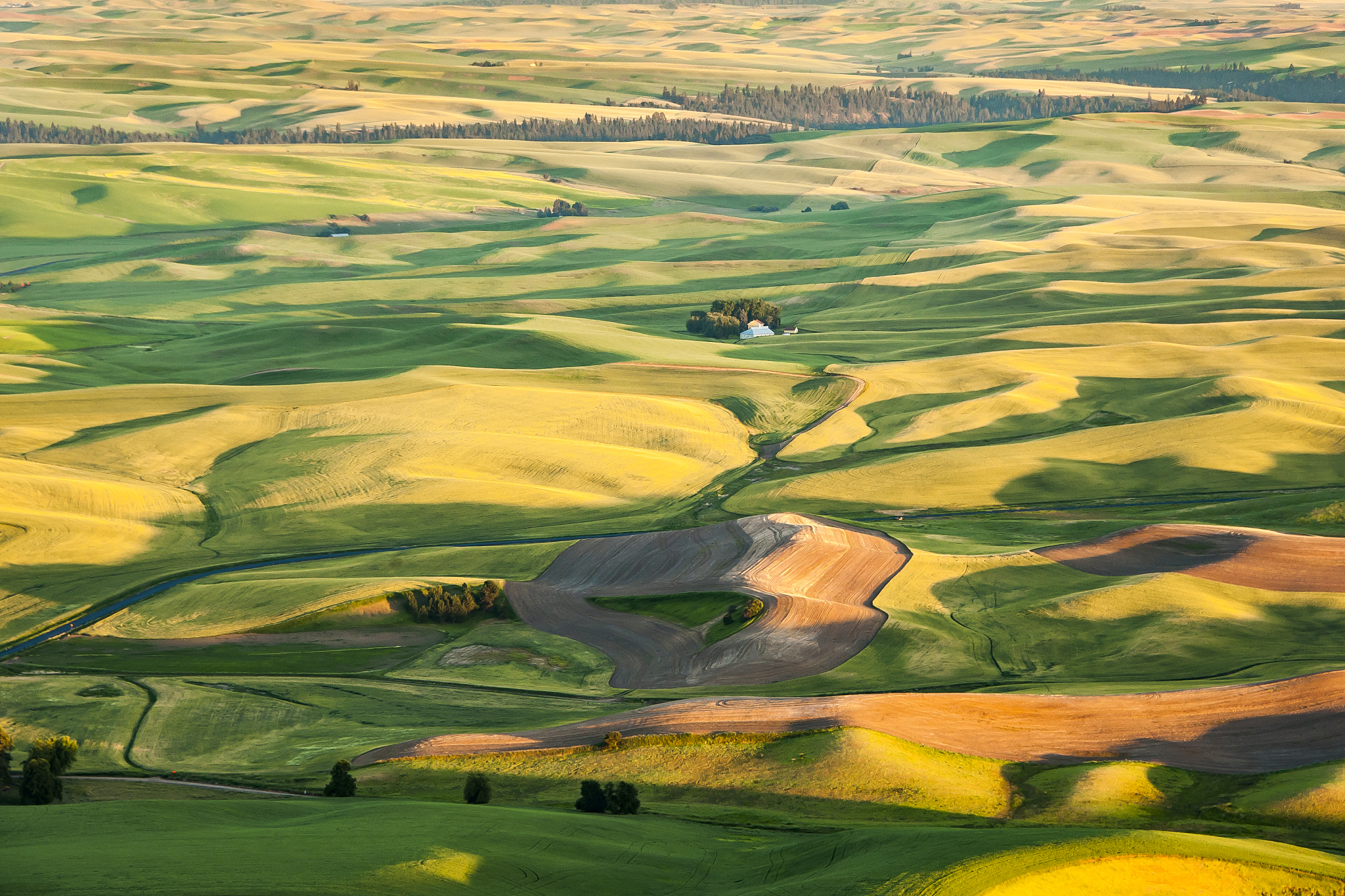 palouse hills of wheat land, colfax, washington