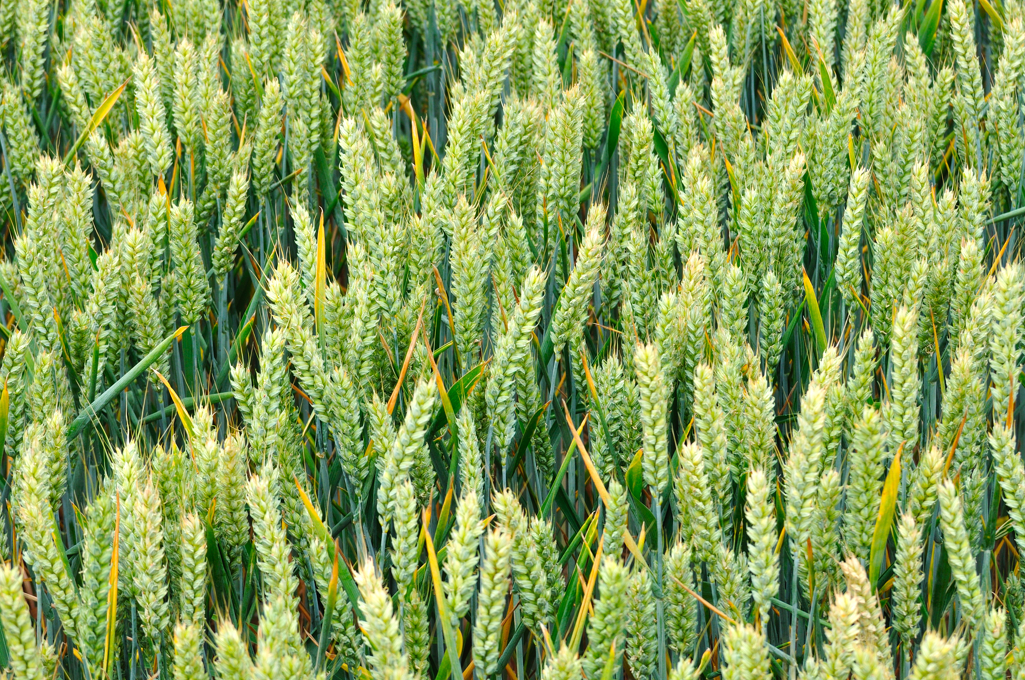 改写这段话种植⾯积相对稳定种植区域相对集中