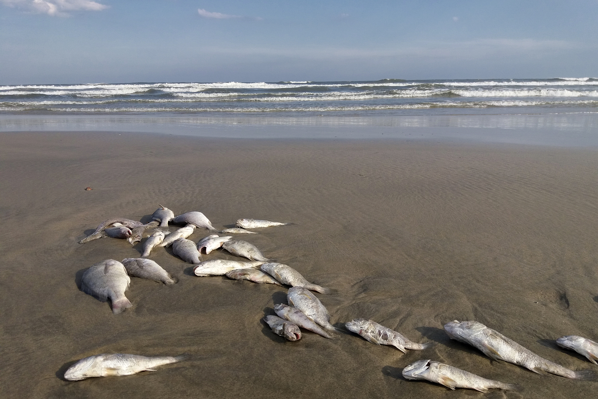 海洋环境近年来的现状