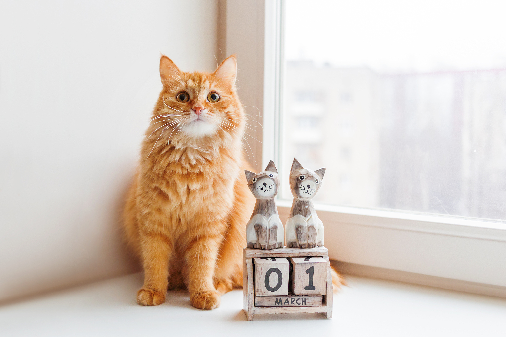 cute ginger cat siting near wooden calendar with cats and date m