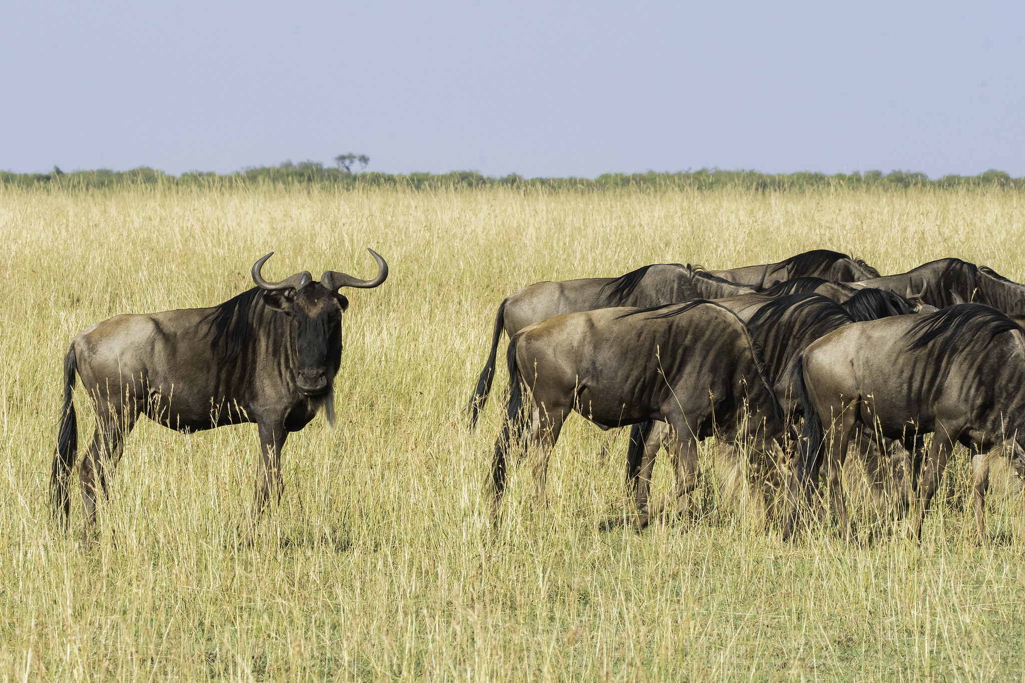 a herd of wildebeest grazing in the grasslands of masai mara nat